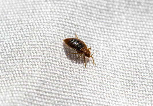 INTERVIEW: How Bad are Bed Bugs?