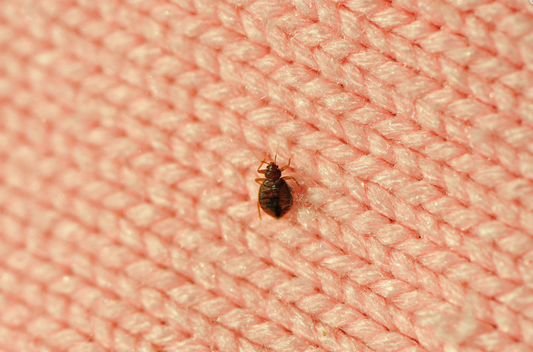 Treat Bed Bugs Infestations with Safe Home Remedies