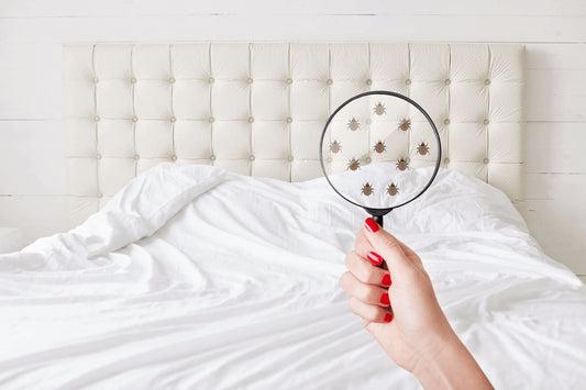 How to Conduct a Bed Bug Inspection