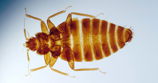 Bed Bugs Resistant to Freezing Says New Research