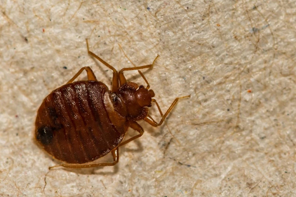 Bed Bugs: Biology & Management