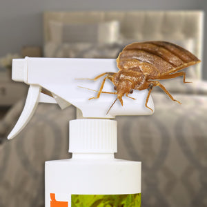 Study Identifies Most Effective Natural Bed Bug Killer