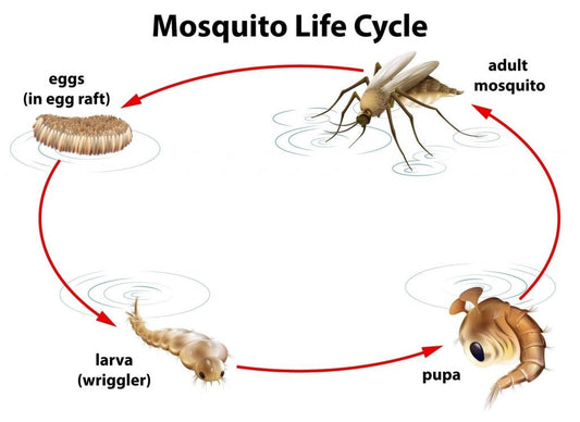 The Ins and Outs of Mosquitoes