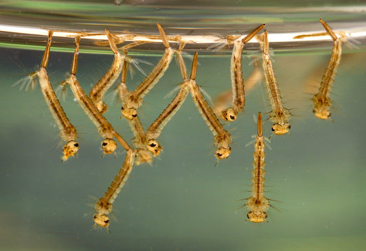 Mosquito Awareness For a Healthy Environment