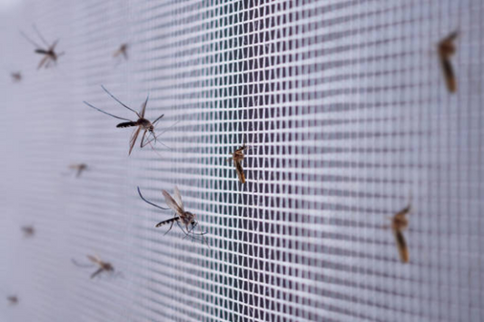 Mosquito Basics