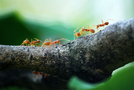 Be Prepared for Ant Season!