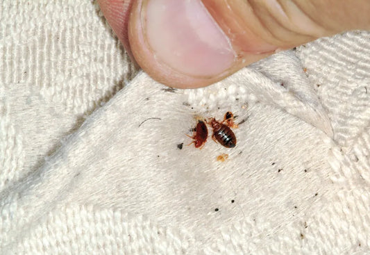 How To Avoid Bed bugs During Your Hotel Stay