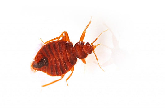 Bed bug Scars Leads to Million-Dollar Settlement