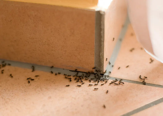 Why Are There So Many Ants In Your House?