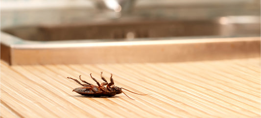 Essential Hygiene Tips For Operating A Restaurant
