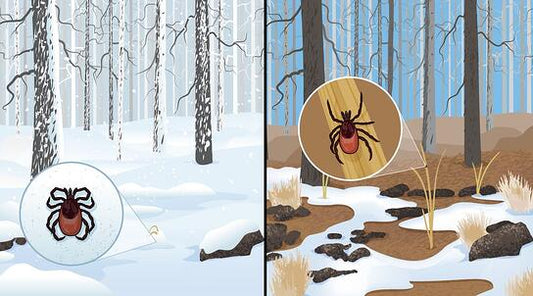 Where Do All The Pests Go During The Winter Season?