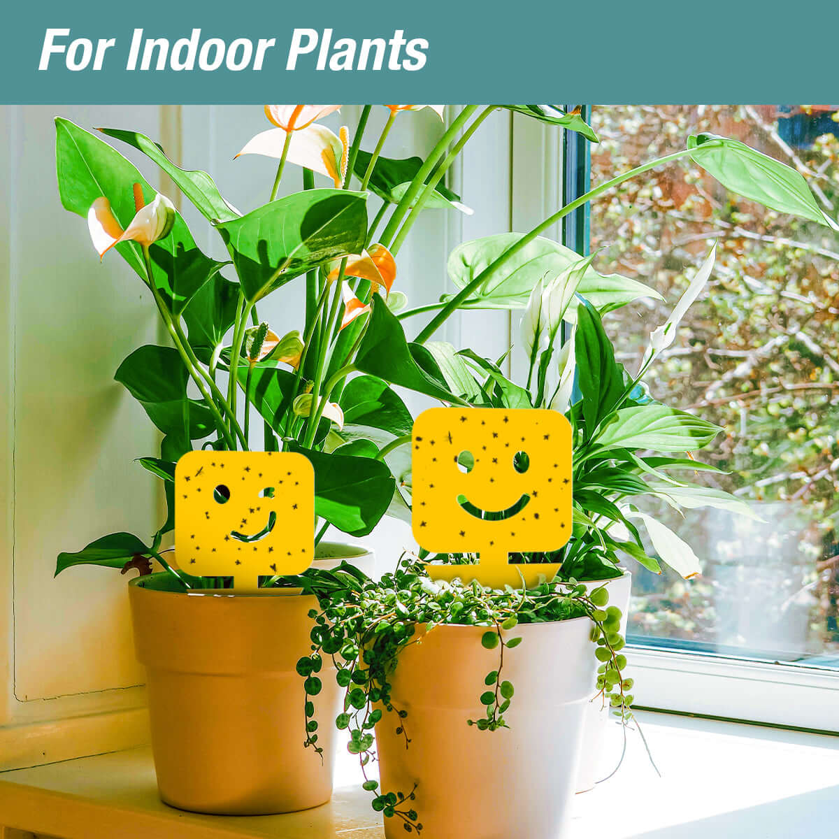 ZingZap Sticky Insect Traps with Mood Emoji 24-Pack