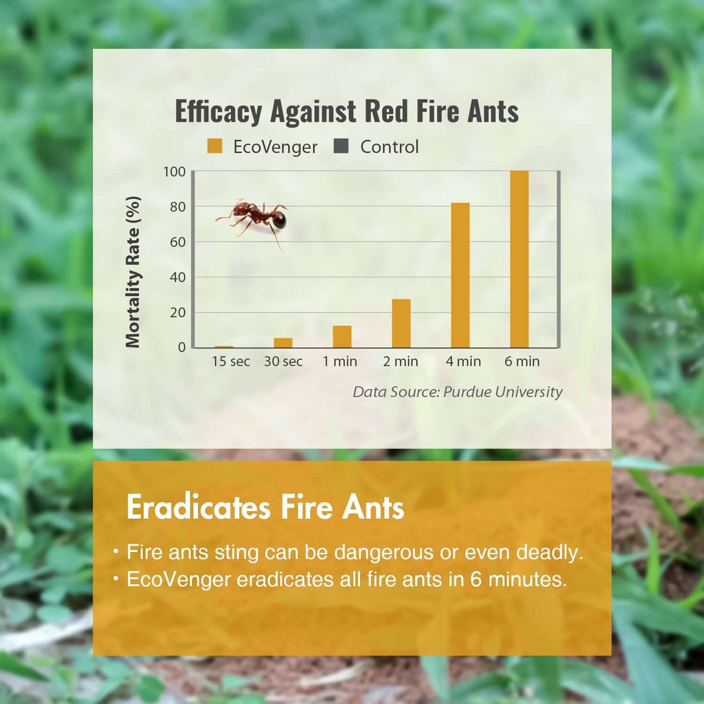 Red Fire Ants