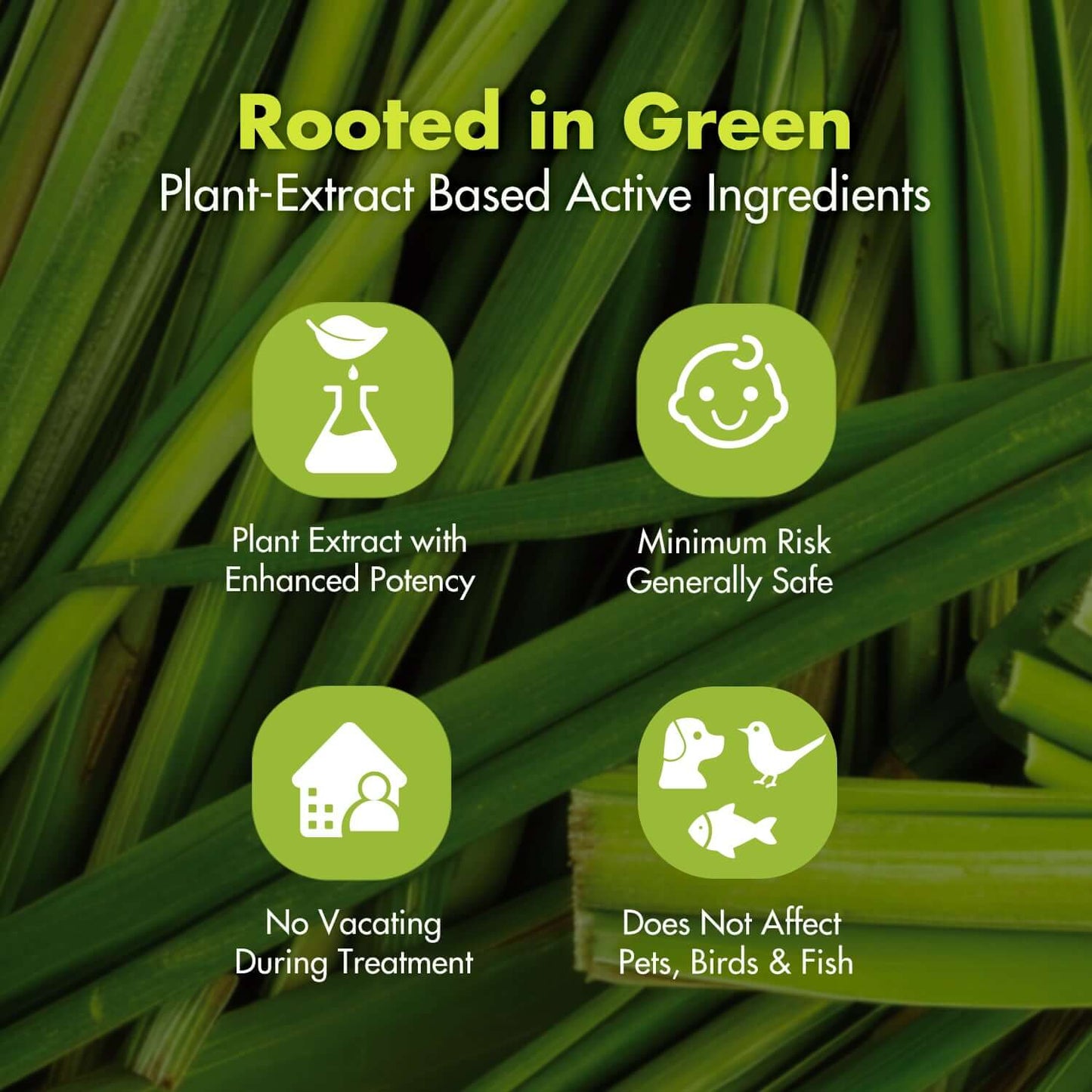 Rooted in Green