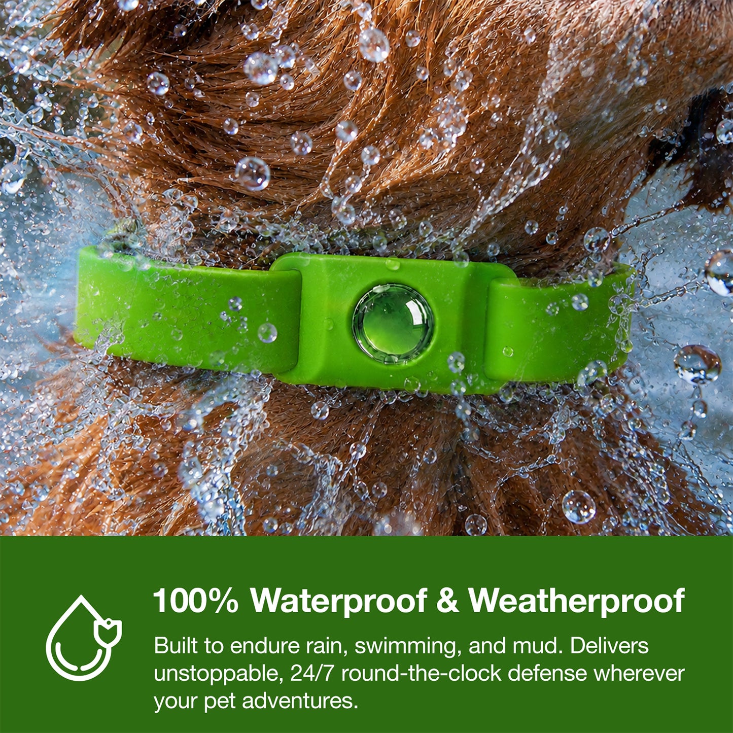 Flea & Tick Buckles 2-Pack