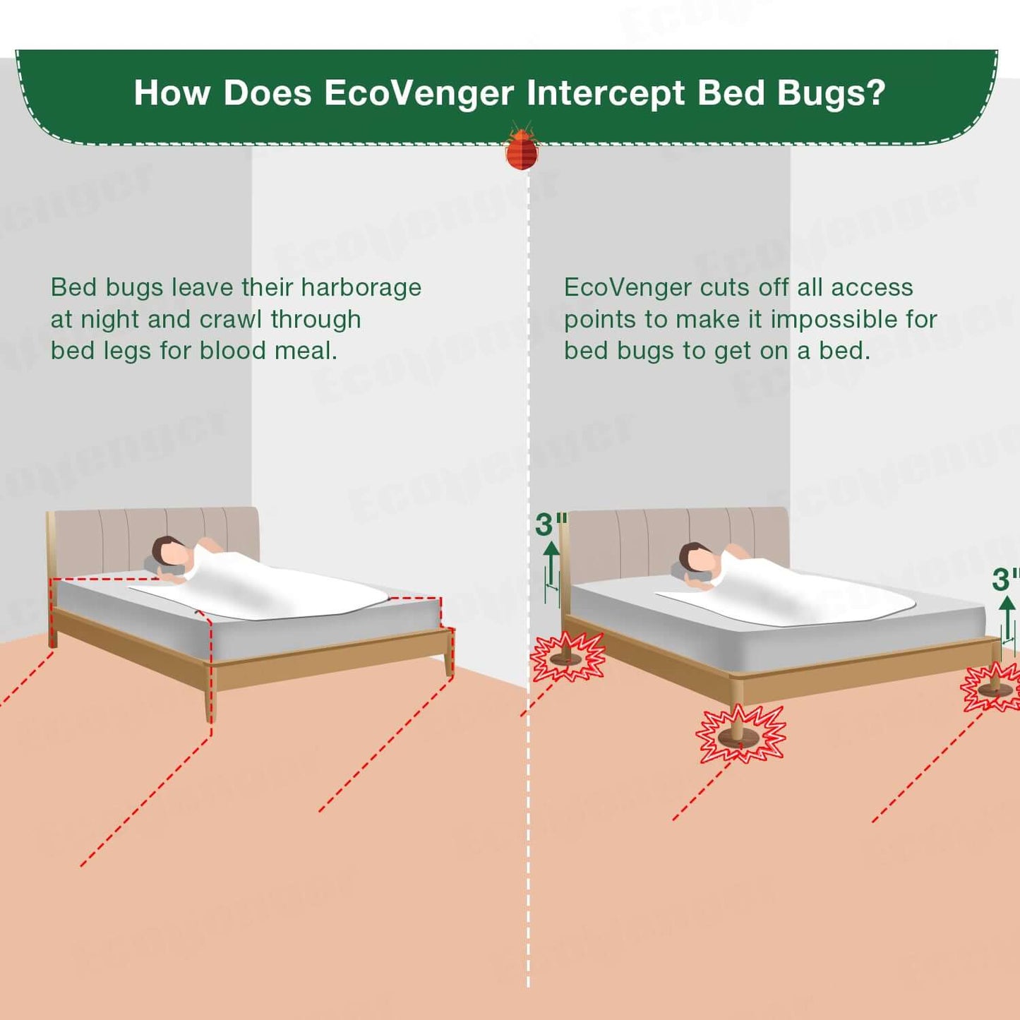 how EcoVenger intercepts bed bugs