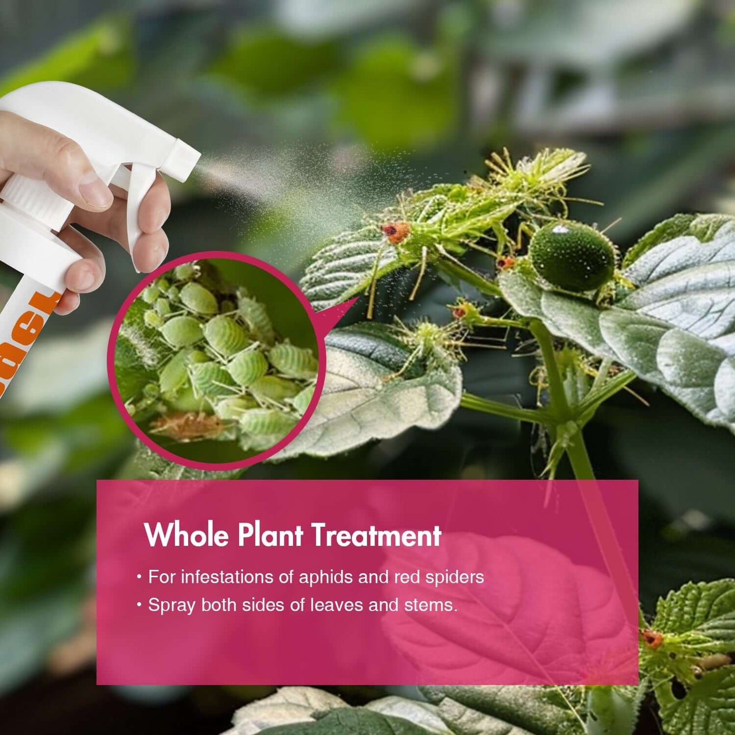 EcoVenger Garden Insect Control