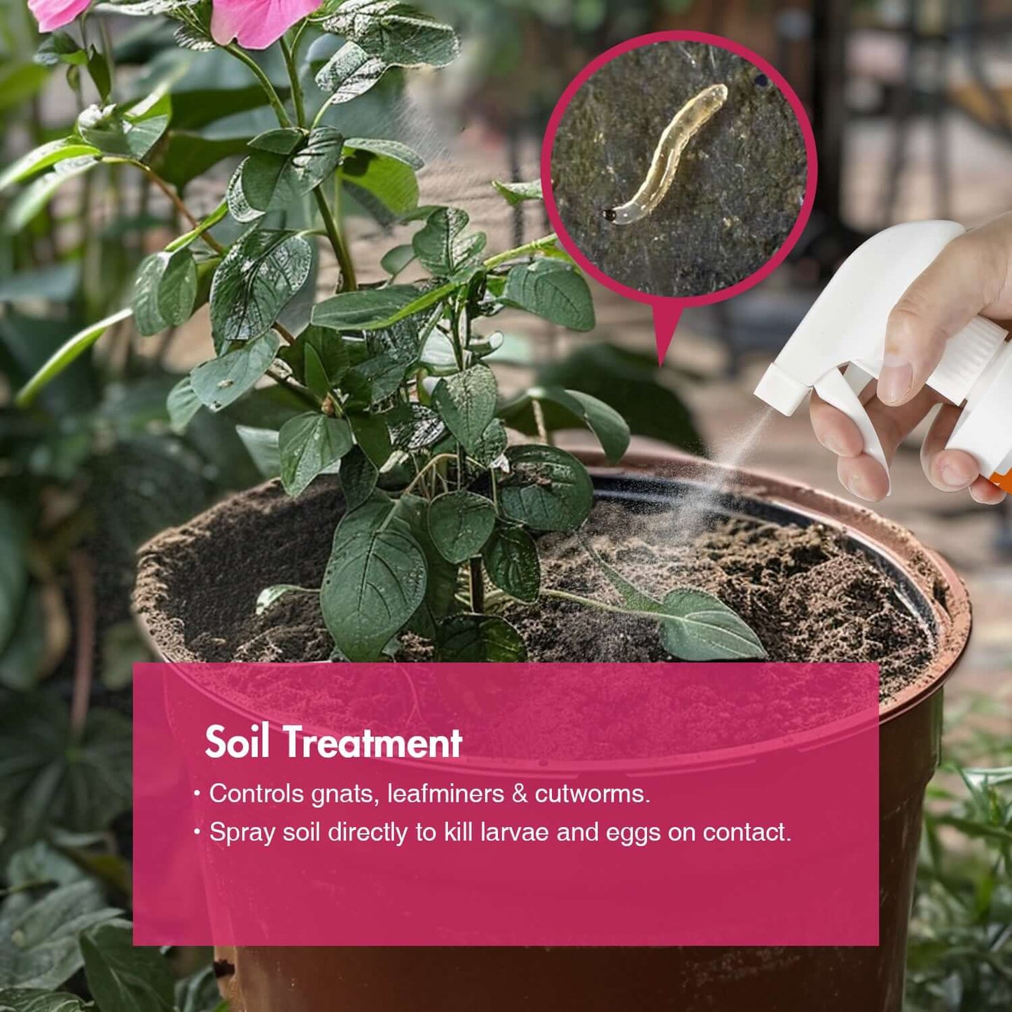 EcoVenger Garden Insect Control