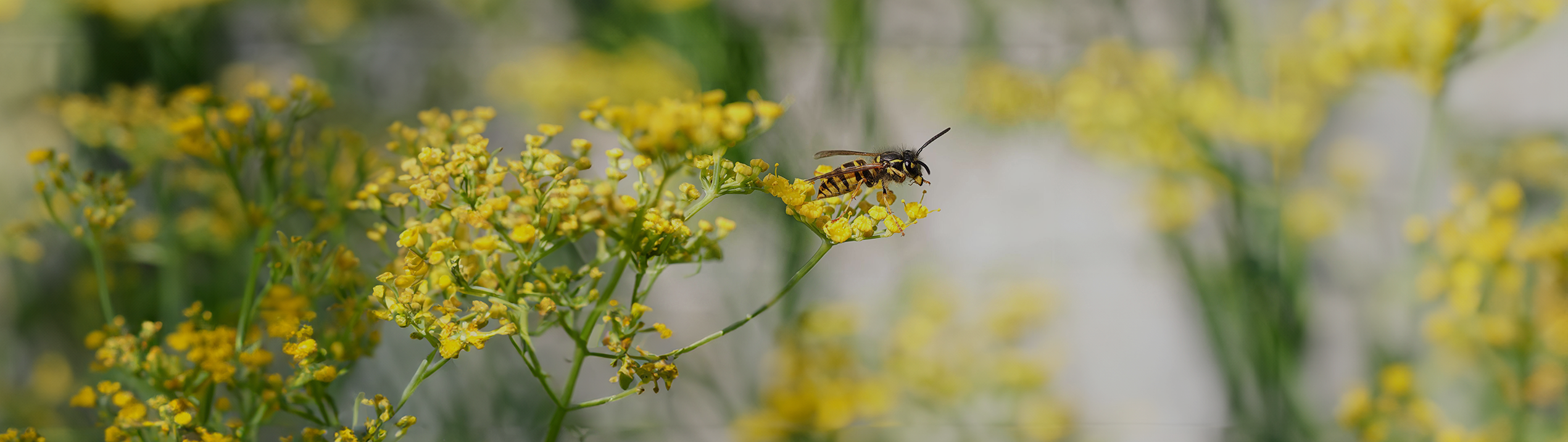 European Paper Wasp