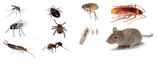 5 Most Common Types Of Household Pests In The United States