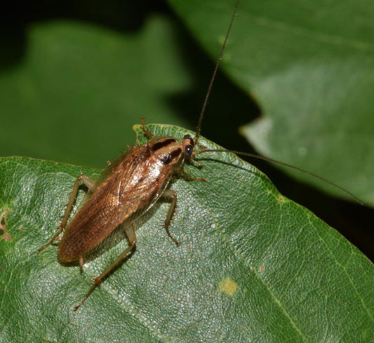 IPM for German Cockroach Control