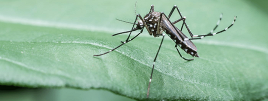 What You Need to Know Before Spraying for Mosquitoes