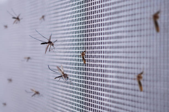 Mosquito Basics