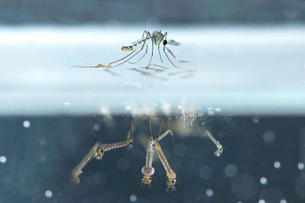 Mosquito Control- How to Maximize your Performance