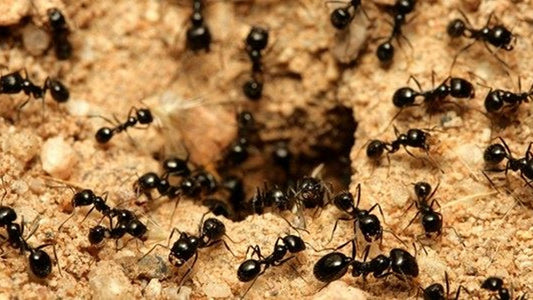 Learn To Prevent An Ant Infestation This Coming Spring Season!