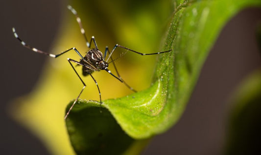 Harness the Power of Nature to Stave Off Mosquitoes This Spring