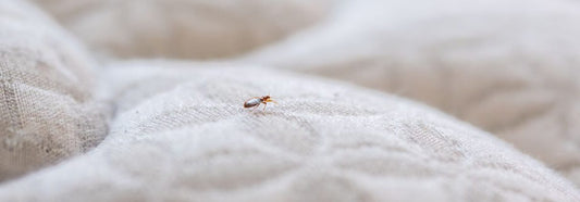 Tips for a Successful Bed Bug IPM Program