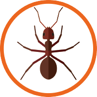 Ant Pest Control Products Eco-Friendly by Ecovenger