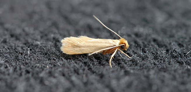Moth Invasion: Identify & Protect Your Home – EcoVenger