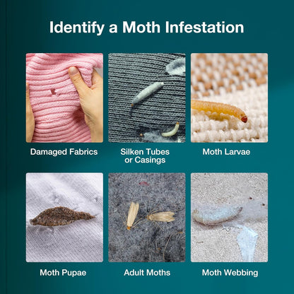 ZingZap Pantry and Clothes Moth Trap 10-Pack