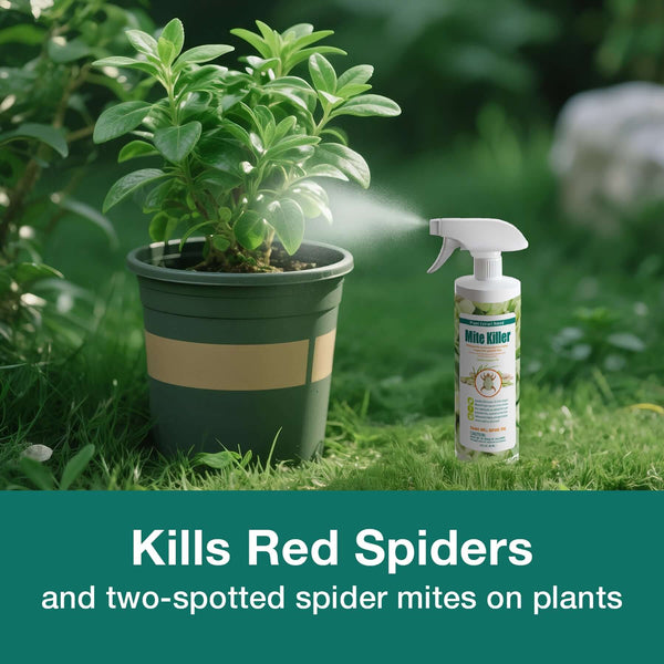 spider mite spray for indoor plants Mite Killer 16 OZ Spray – Effective & Natural – EcoVenger