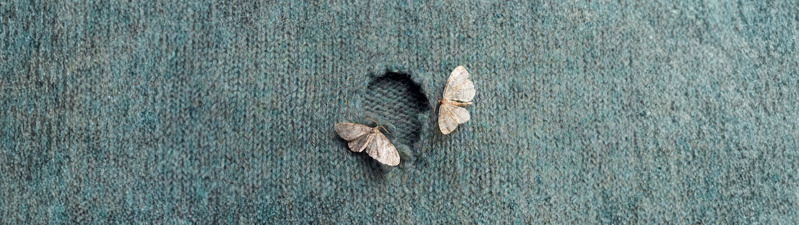 Moth Invasion: Identify & Protect Your Home – EcoVenger