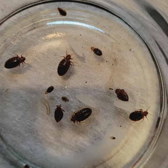 Bed Bug Killer