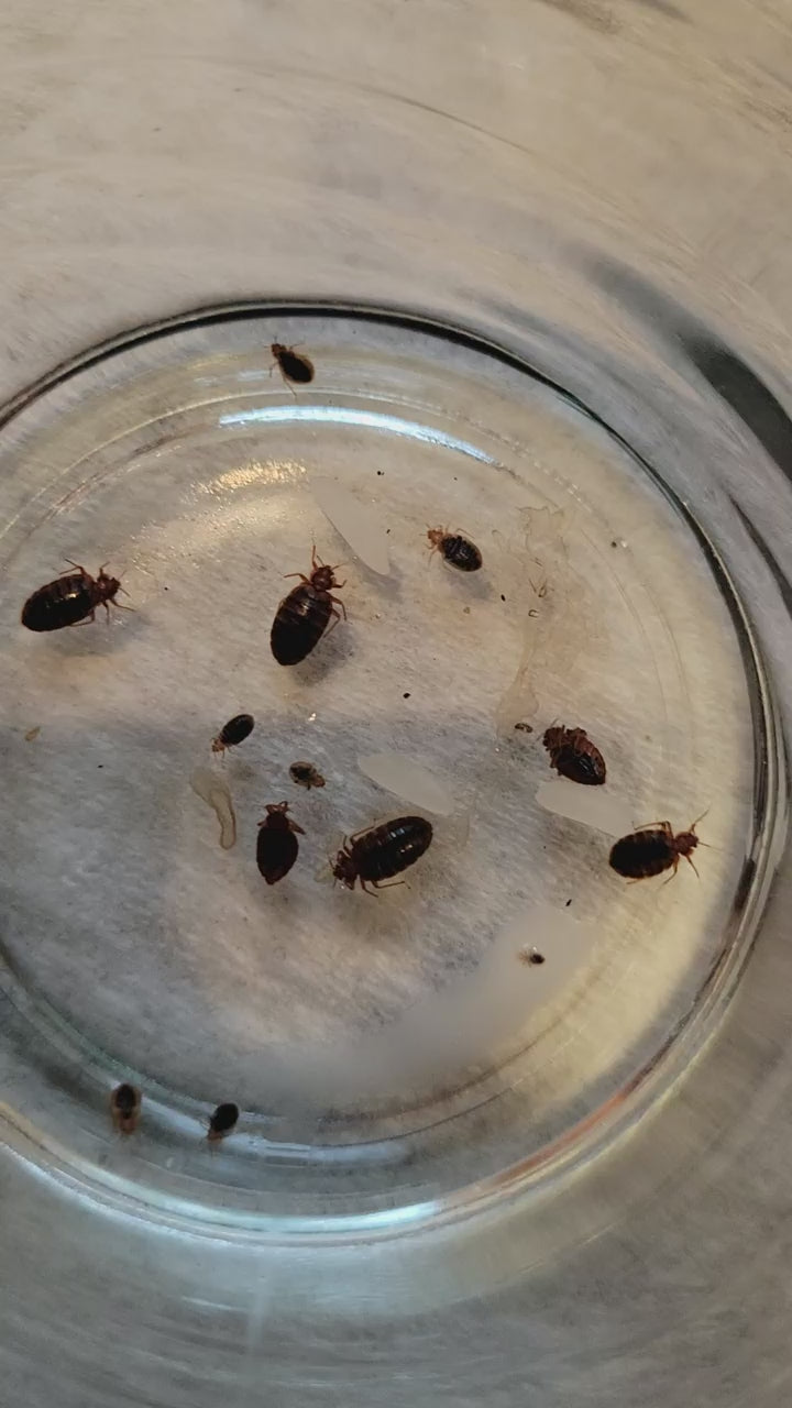 Bed Bug Killer