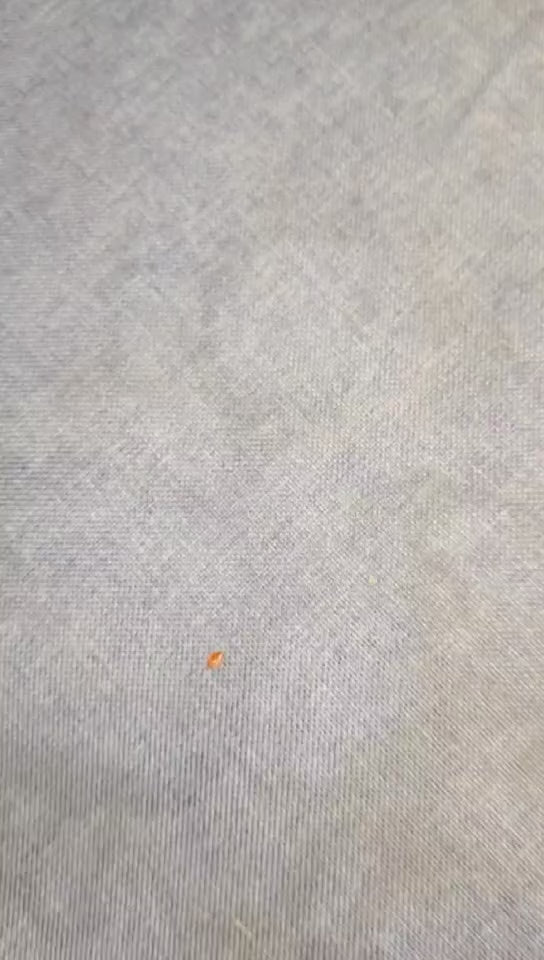 Bed Bug Killer