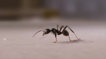 Ant Killer & Crawling Insect Killer Spray 16 oz