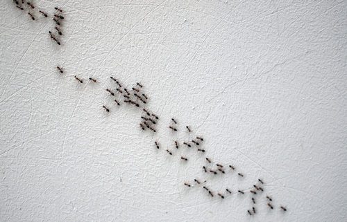 ants in your house