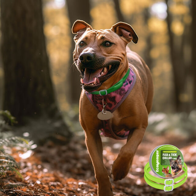 Dogs love a good outdoor adventure and EcoVenger Flea and Tick Collar is the perfect protector!🐾 #ecovenger #outdoors #fleas #doglife #fleaprevention #outdooradventure #pets #petlover